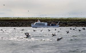 Small tour boat with passengers viewing puffins flying and floating on the water near Akurey island in Reykjavík, Iceland.