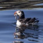 Puffin Tours with Reykjavik Sailors, Iceland