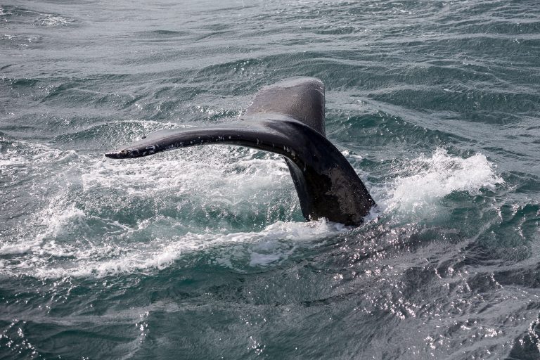 Whale tail rising out of the water