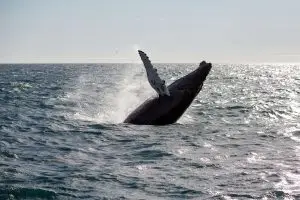 A humpback whale breaches out of the ocean water during a sunny day.