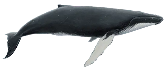 humpbackwhale_reykjavik_iceland_reykjaviksailors