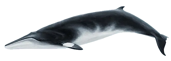 minkewhale_reykjavik_iceland_reykjaviksailors