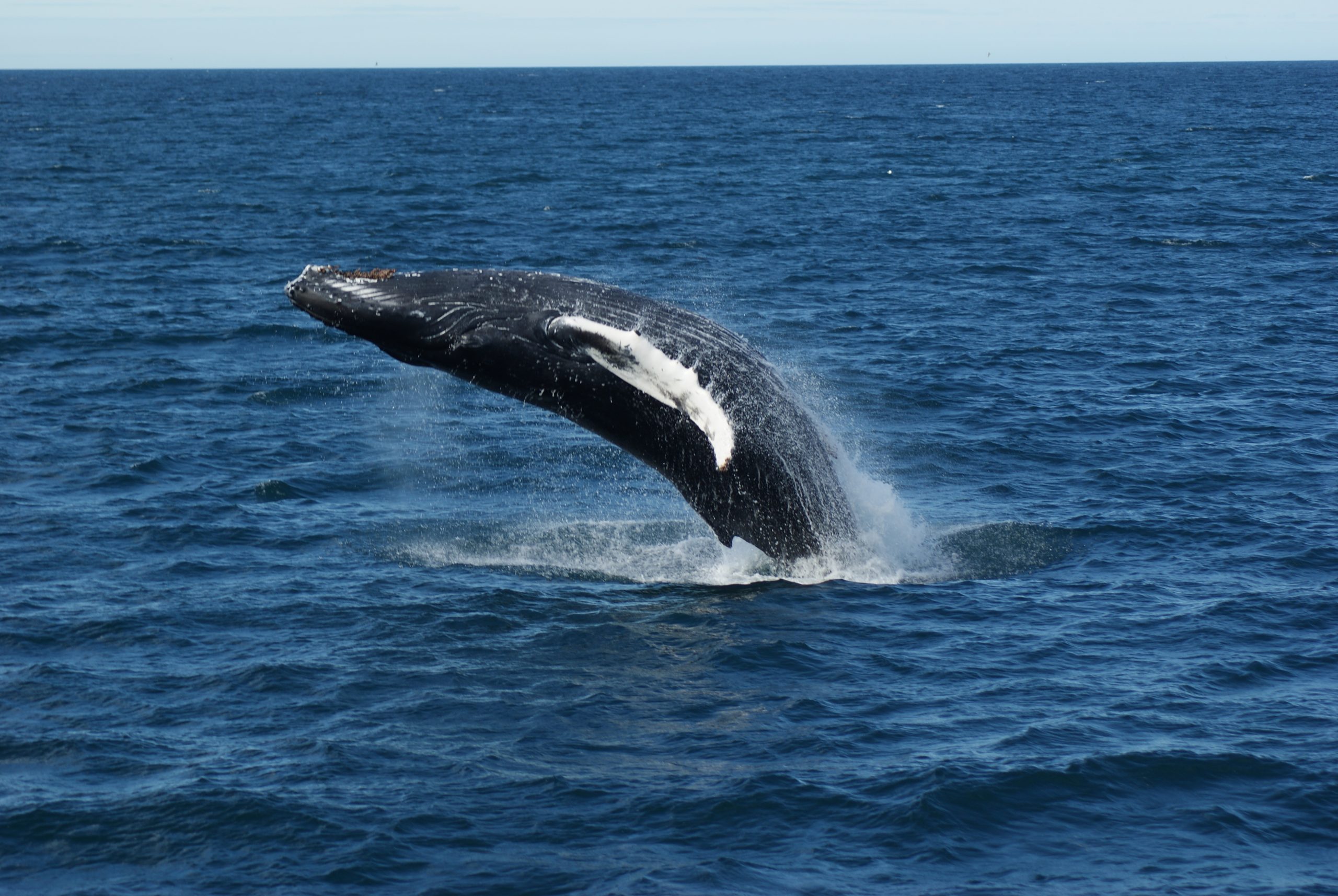 whalewatching-reykjaviksailors