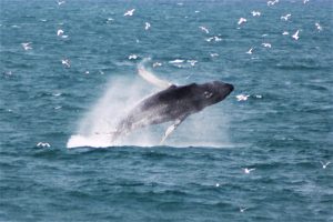 whalewatching-reykjavik