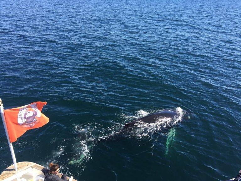 Group of tourists observing whales from a boat