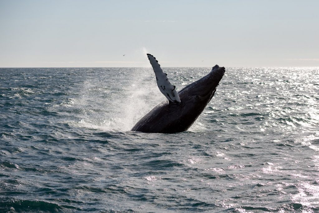 A massive humpback whale breaching the surface of the ocean