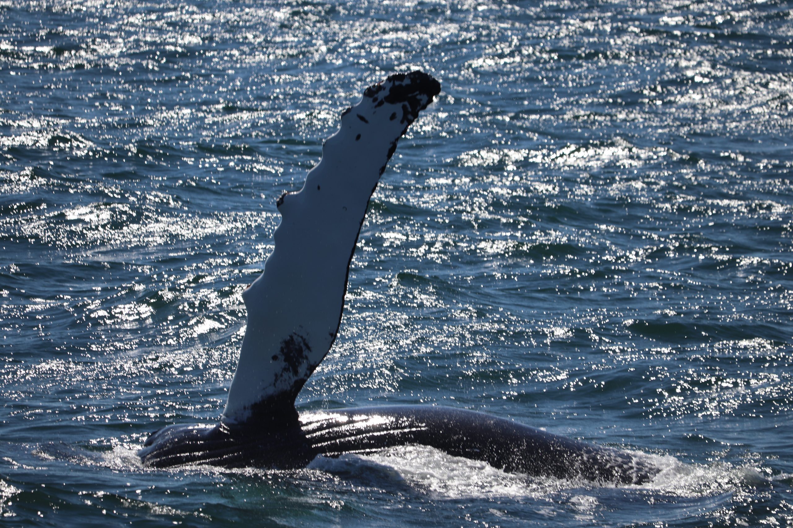 whalewatching-reykjaviksailors
