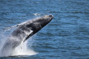 A whale breaching out of the water, showing its full body mid-air.