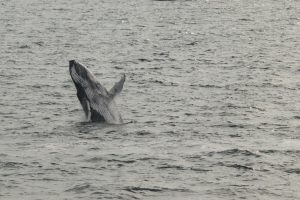 A whale breaching out of the water, showing its full body mid-air. Winter Whale Watching in Iceland