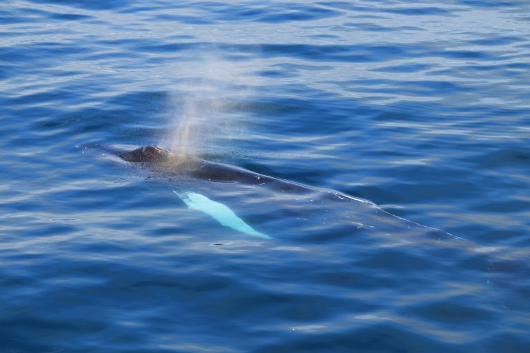 Humpback whale breaching in the ocean