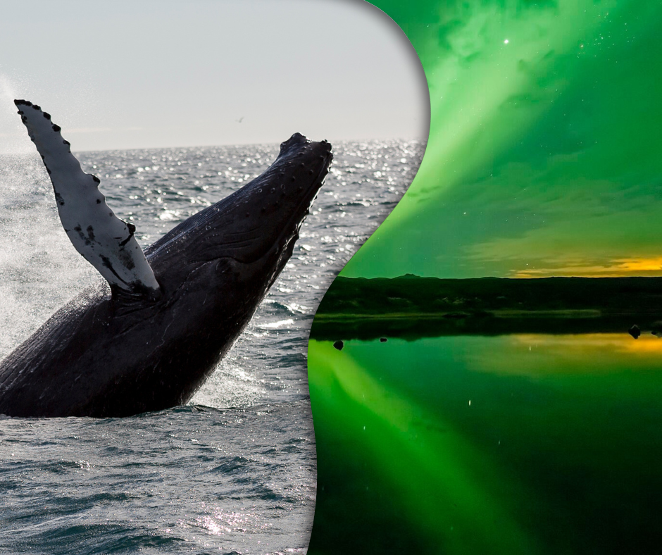 reykjavik sailors, whale watching, northern lights