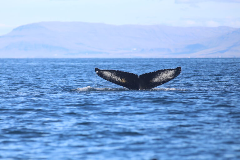 Whale tail above the surface of the ocean as the whale dives into the water.