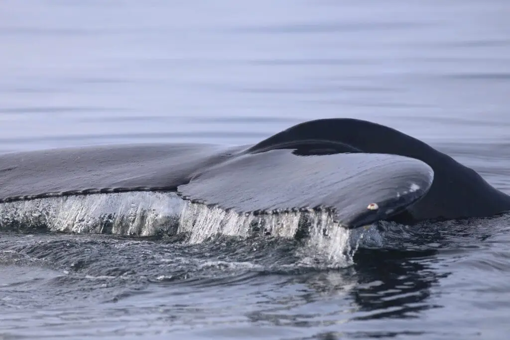 Close-up of a whale's back with water cascading off as it surfaces.