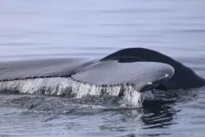 Close-up of a whale's back with water cascading off as it surfaces.