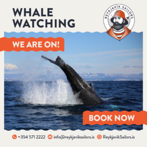 Whale tail emerging from the ocean after a humpback whale jump in Reykjavik, with Reykjavik Sailors logo and contact details for booking whale watching tours.