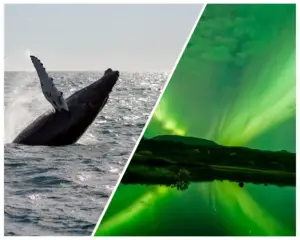 Whale breaching in the ocean and Northern Lights (Aurora Borealis) glowing over a scenic landscape with water reflection.